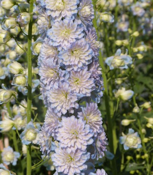 Delphinium 'Highlander Moonlight'